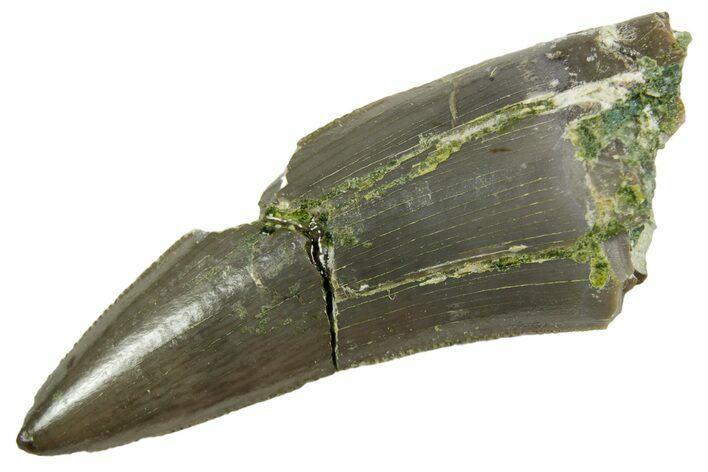 Serrated Triassic Reptile (Postosuchus?) Tooth - Arizona #362421